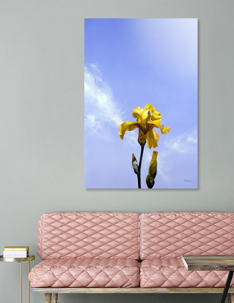 Yellow Iris - now available as a limited edition print!